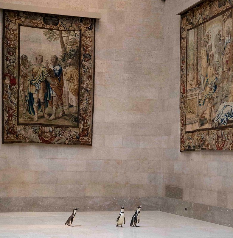 Пингвинов сводили на художественную выставку в музей, и вот как они на это отреагировали - фото 478359