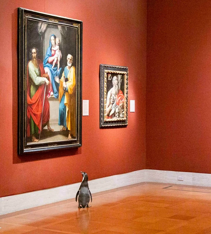 Пінгвінів зводили на художню виставку в музей, і ось як вони на це відреагували - фото 478360