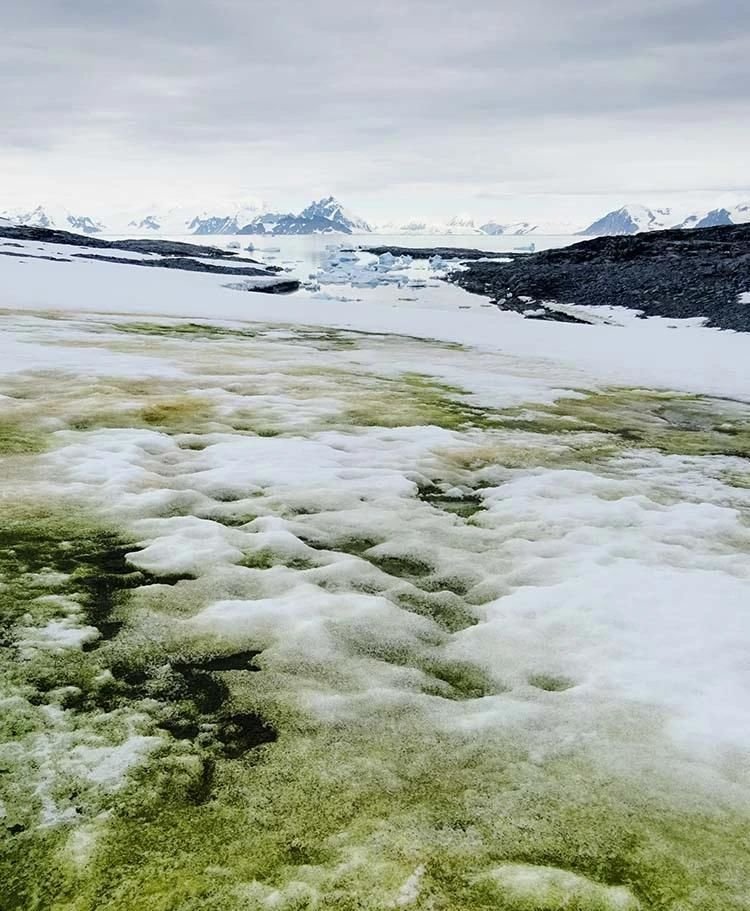 В Антарктиді стало зелено, і все через глобальне потепління - фото 478800