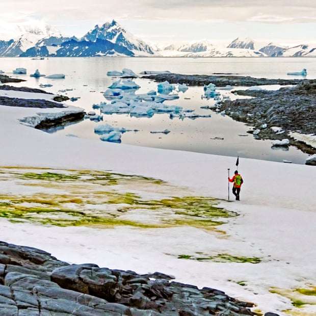 В Антарктиді стало зелено, і все через глобальне потепління - фото 478801