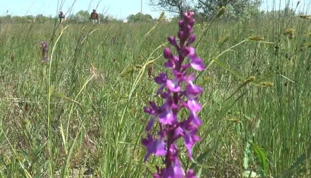 Жемчужина Украины: зацвело самое большое в Европе поле диких орхидей - фото 478922