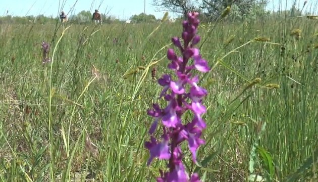 Перлина України: зацвіло найбільше в Європі поле диких орхідей - фото 478922