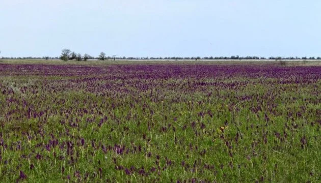 Жемчужина Украины: зацвело самое большое в Европе поле диких орхидей - фото 478923