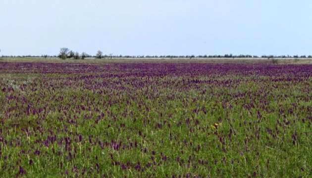 Жемчужина Украины: зацвело самое большое в Европе поле диких орхидей - фото 478923