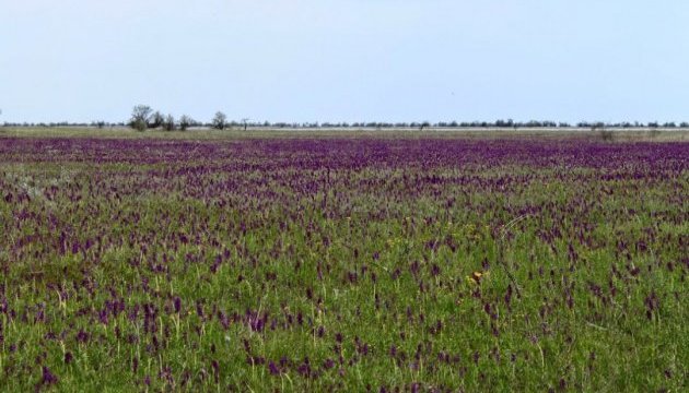 Перлина України: зацвіло найбільше в Європі поле диких орхідей - фото 478923