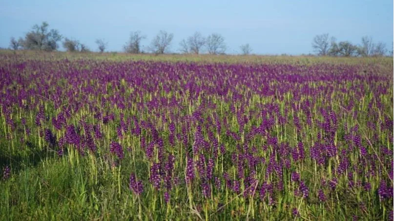 Жемчужина Украины: зацвело самое большое в Европе поле диких орхидей - фото 478925
