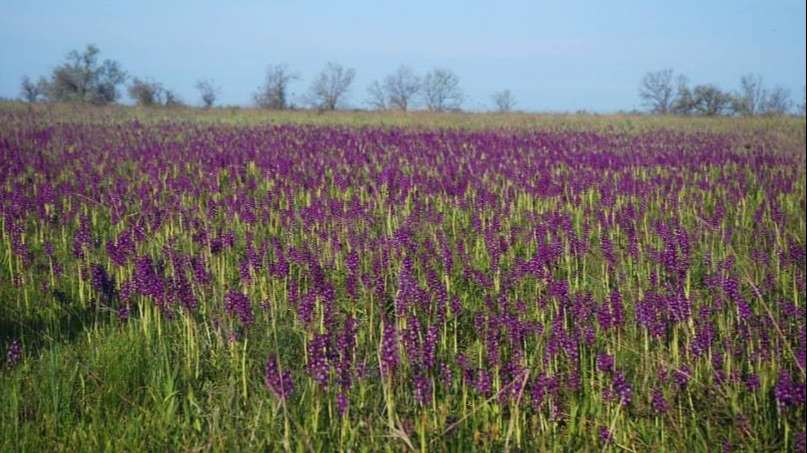 Жемчужина Украины: зацвело самое большое в Европе поле диких орхидей - фото 478925