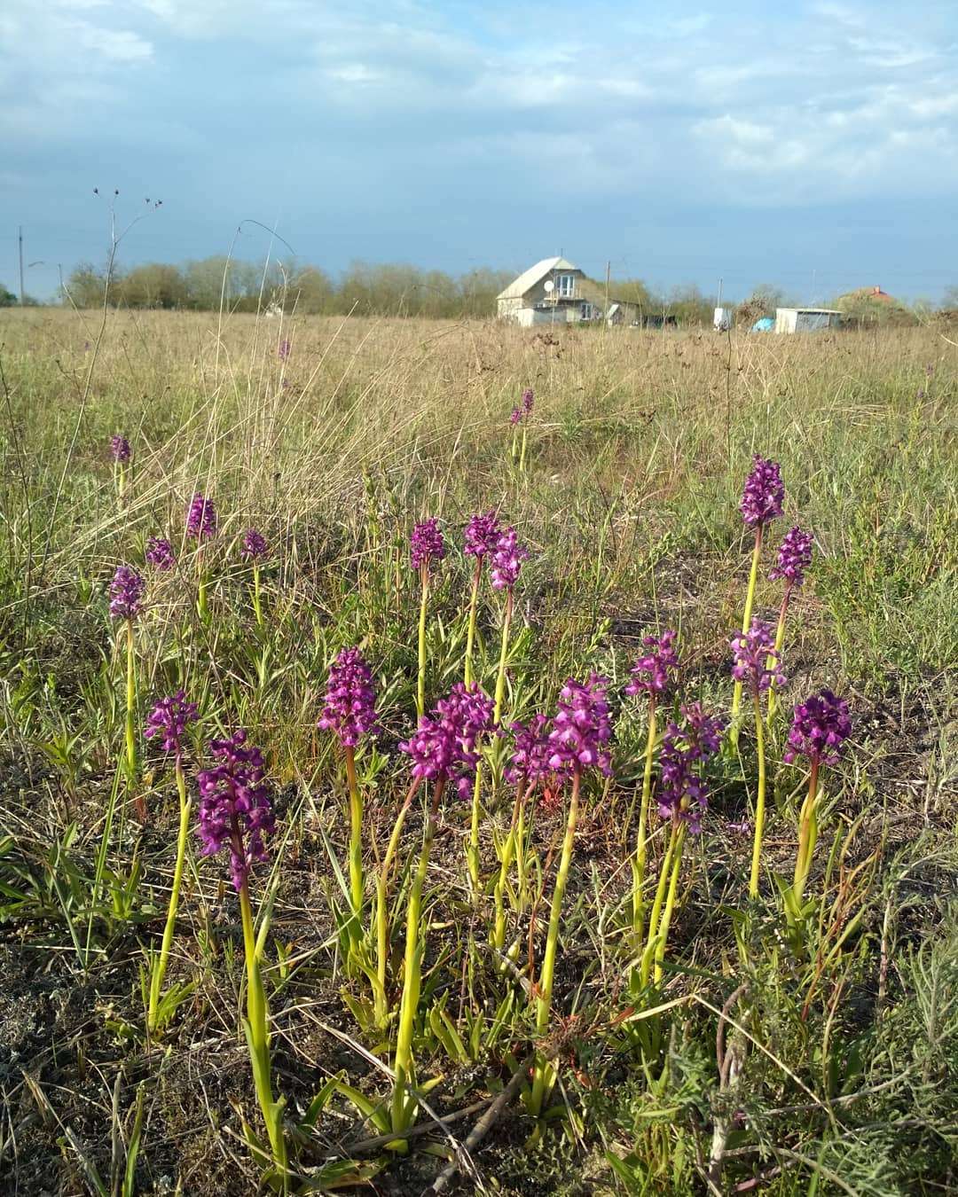 Жемчужина Украины: зацвело самое большое в Европе поле диких орхидей - фото 478926