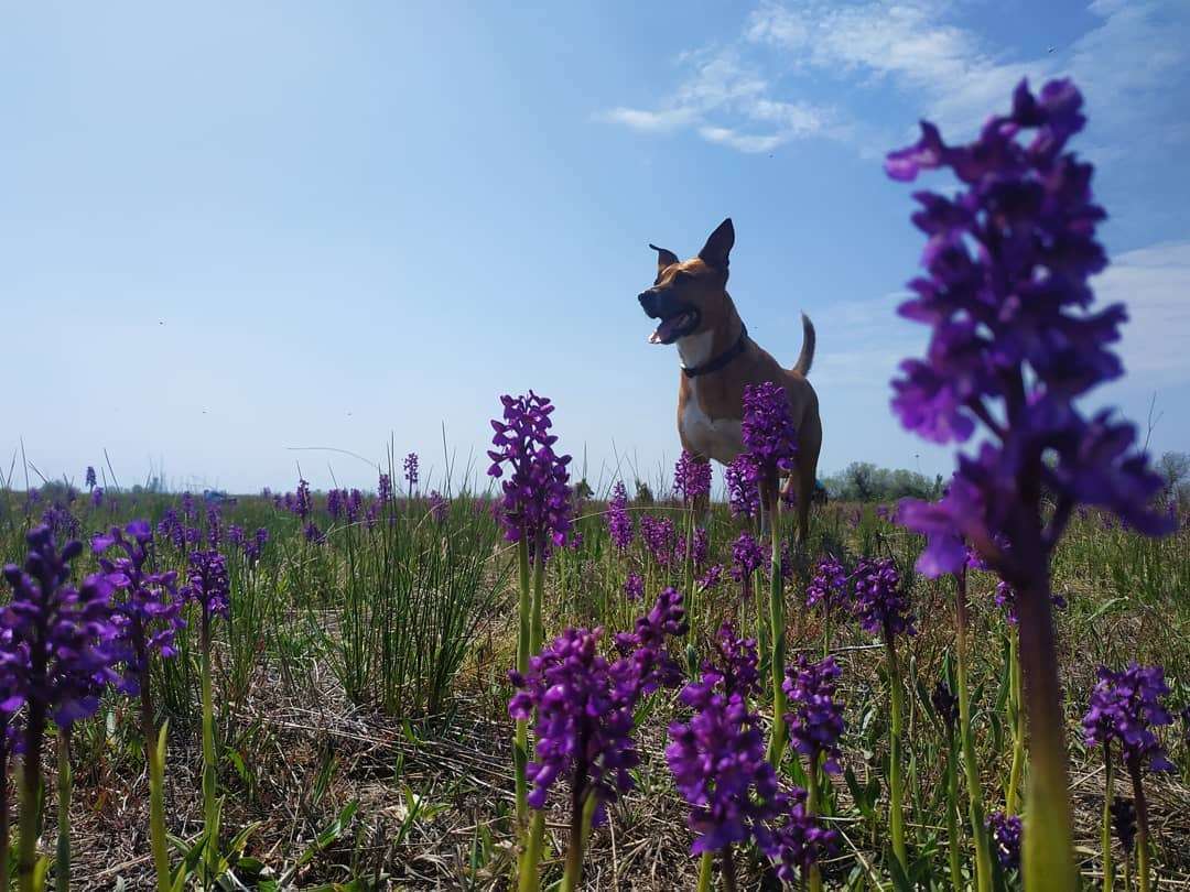 Перлина України: зацвіло найбільше в Європі поле диких орхідей - фото 478927