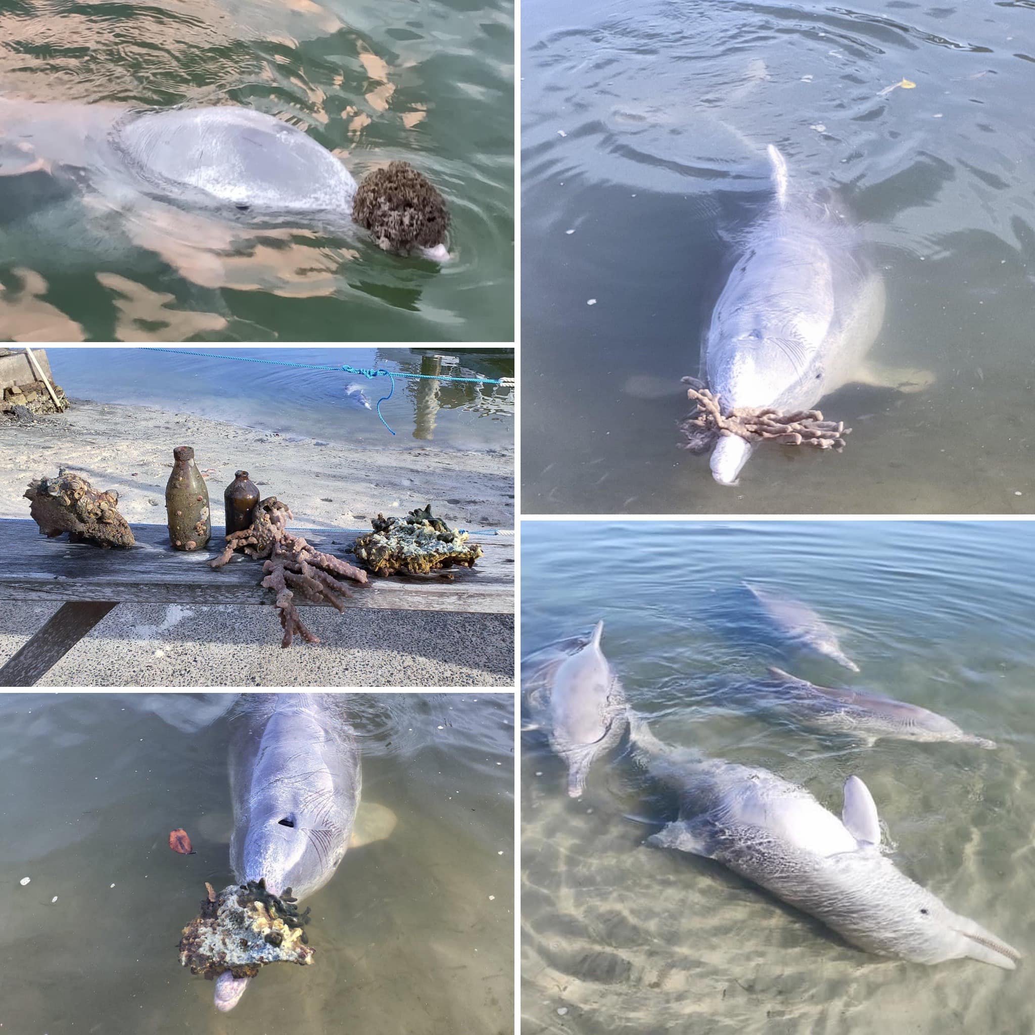 Дельфины так соскучились за людьми, что начали приносить на берег подарки - фото 479054