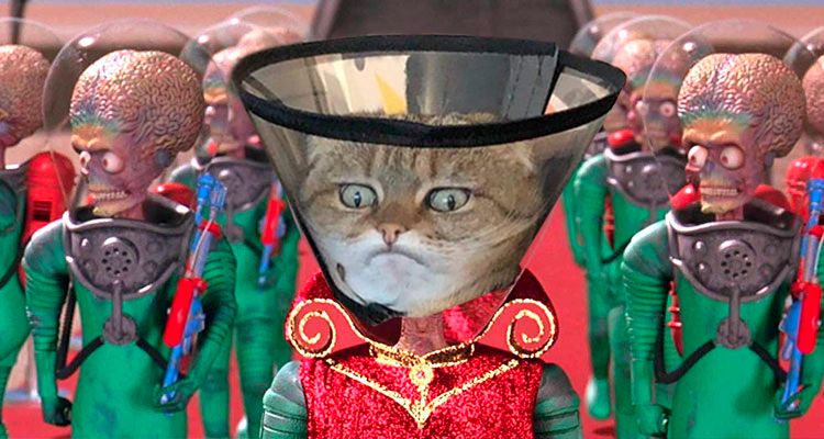 Фото мрачного кота в защитном воротнике стало прикольной фотожабой - 479131 Фото мрачного кота в защитном воротнике стало прикольной фотожабой - фото 479131