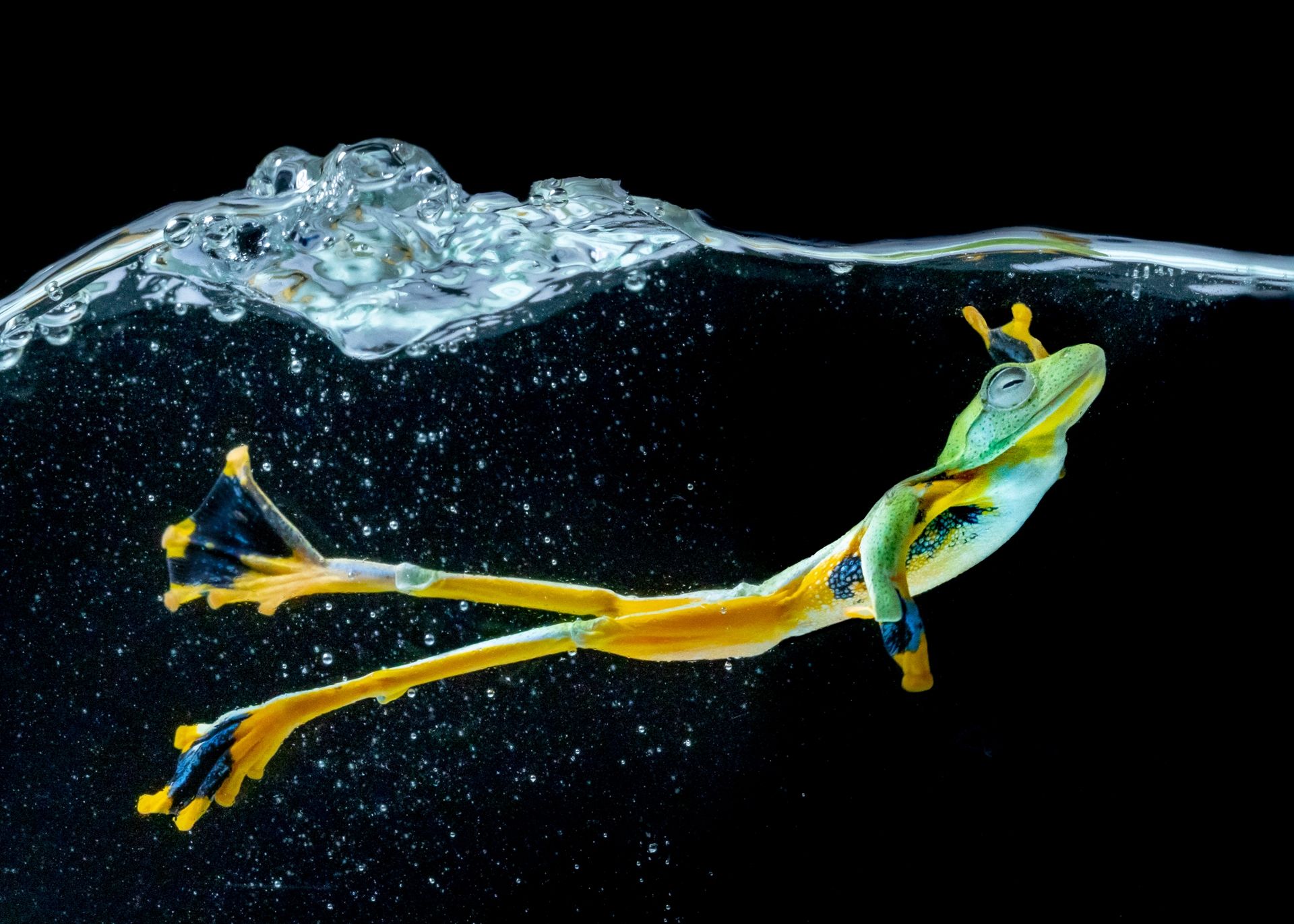Магія руху: фотоконкурс International Photography Awards показує те, чого ми не помічаємо - фото 480144