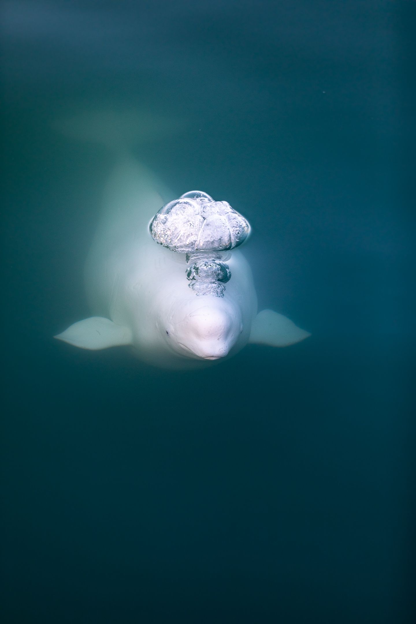 Магія руху: фотоконкурс International Photography Awards показує те, чого ми не помічаємо - фото 480147