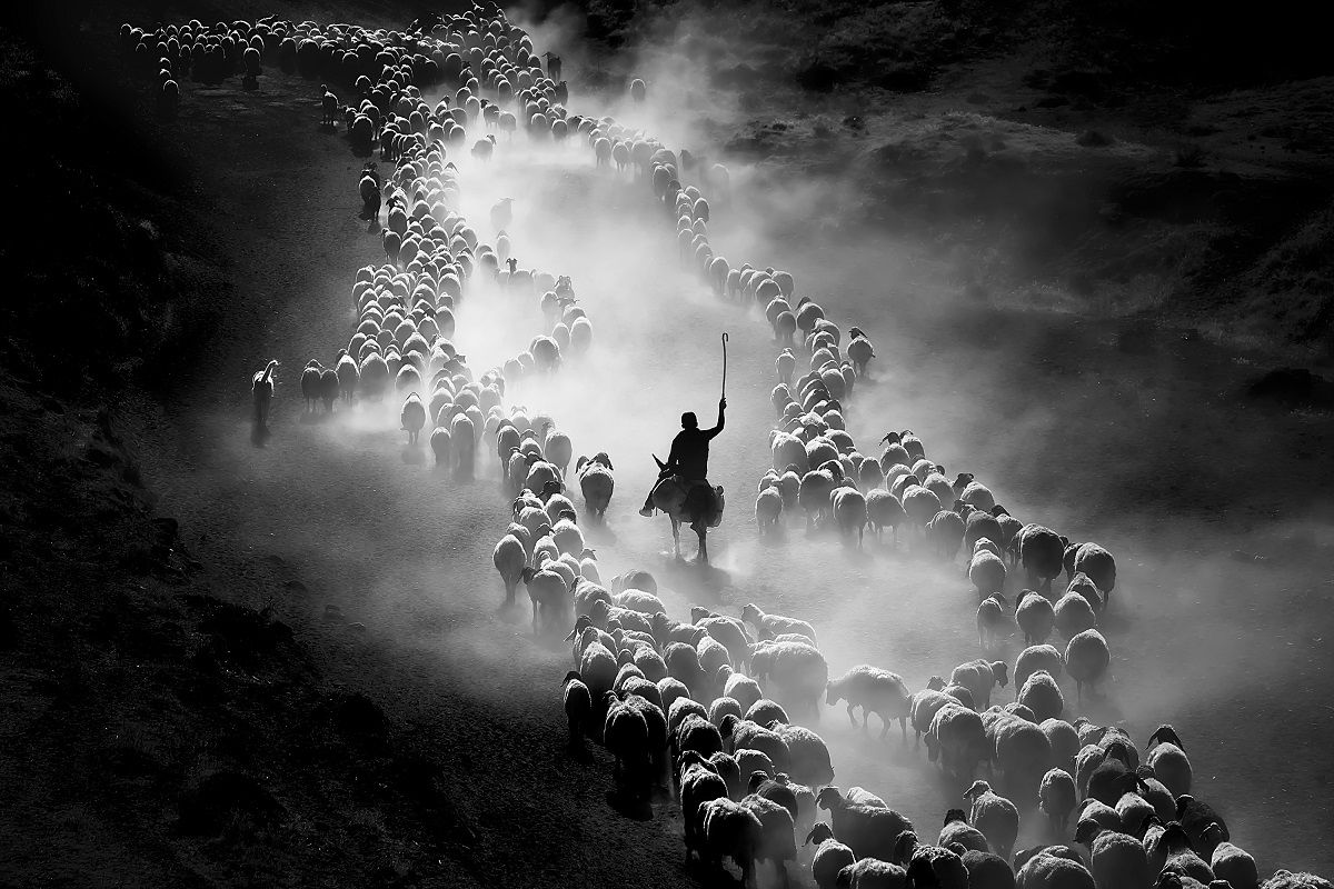 Магія руху: фотоконкурс International Photography Awards показує те, чого ми не помічаємо - фото 480154