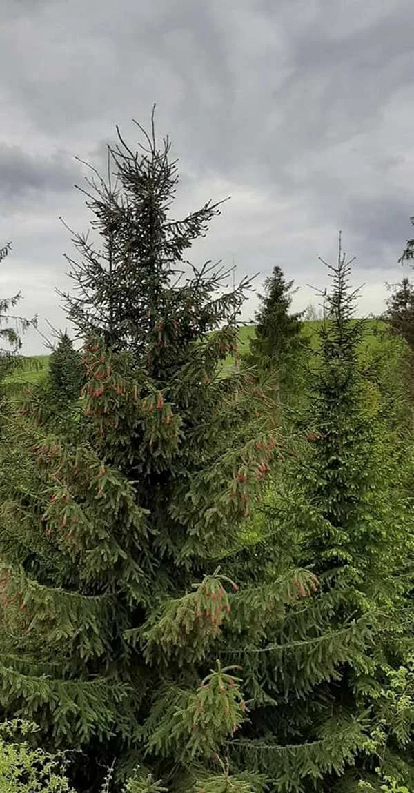 Впервые за несколько лет в Карпатах обильно зацвели сосны и елки, и это особое зрелище - фото 480570