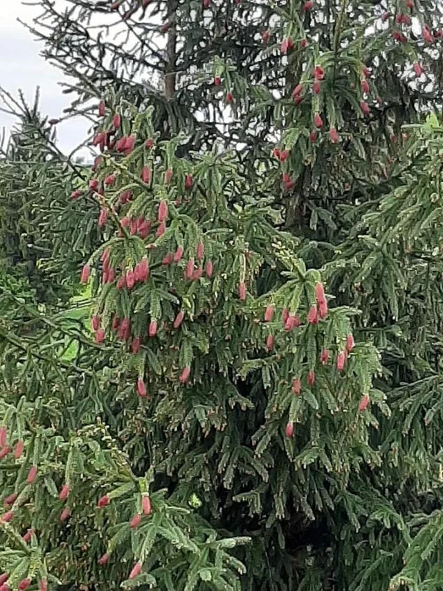 Впервые за несколько лет в Карпатах обильно зацвели сосны и елки, и это особое зрелище - фото 480572