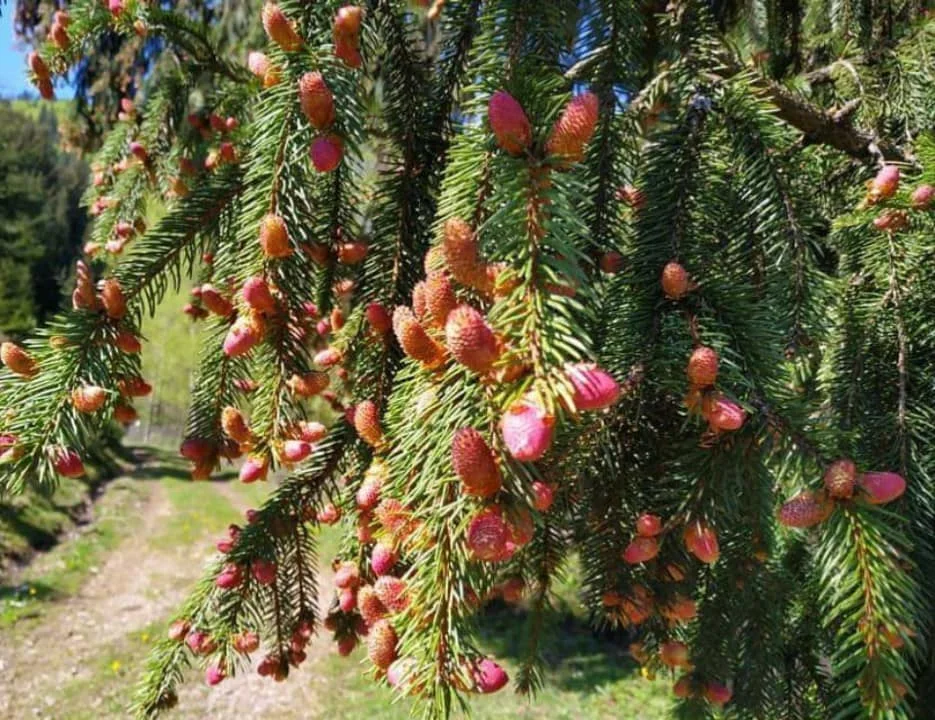 Впервые за несколько лет в Карпатах обильно зацвели сосны и елки, и это особое зрелище - фото 480573