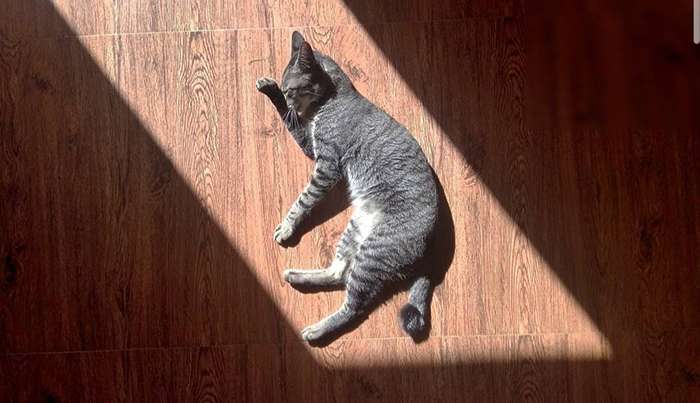 20 смішних доказів, що тваринки люблять засмагати під сонцем так само, як і ти - фото 480615