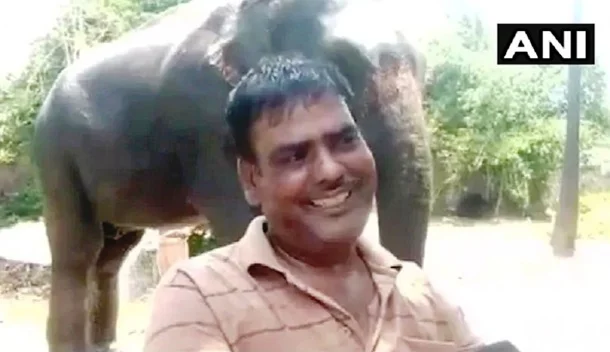Благодарный индиец завещал свои миллионы слонам, которые его спасли - фото 481079