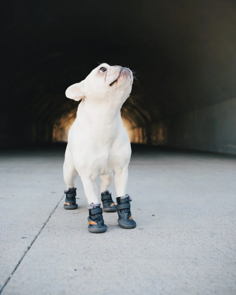 Создано модные кроссовки для собак, и они — копия обуви от Канье Уэста - фото 481332