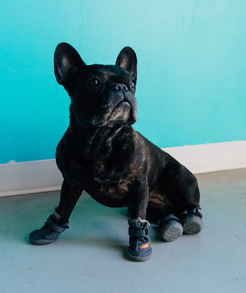 Создано модные кроссовки для собак, и они — копия обуви от Канье Уэста - фото 481333