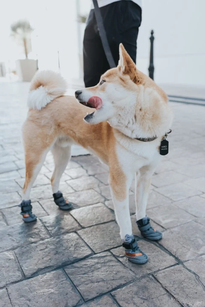 Создано модные кроссовки для собак, и они — копия обуви от Канье Уэста - фото 481334