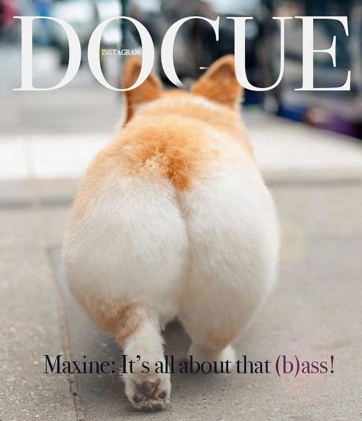 Юзери створюють круті обкладинки для Vogue із собаками, бо це новий забавний челендж - фото 481848