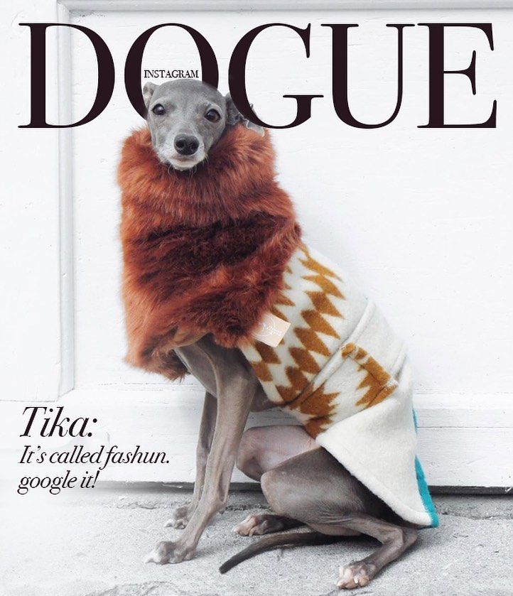 Юзеры создают крутые обложки для Vogue с собаками, потому что это новый забавный челлендж - 481850 Юзеры создают крутые обложки для Vogue с собаками, потому что это новый забавный челлендж - фото 481850