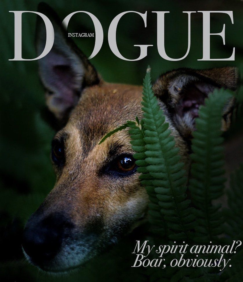 Юзеры создают крутые обложки для Vogue с собаками, потому что это новый забавный челлендж - 481851 Юзеры создают крутые обложки для Vogue с собаками, потому что это новый забавный челлендж - фото 481851