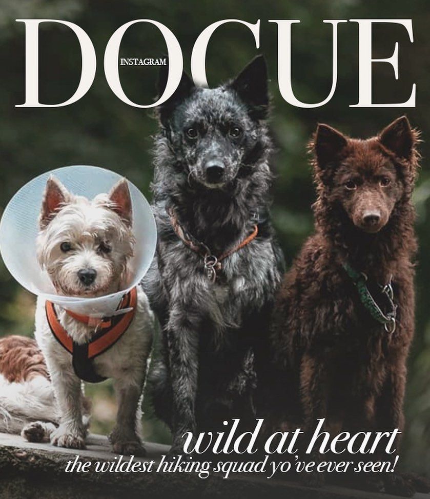 Юзеры создают крутые обложки для Vogue с собаками, потому что это новый забавный челлендж - 481853 Юзеры создают крутые обложки для Vogue с собаками, потому что это новый забавный челлендж - фото 481853