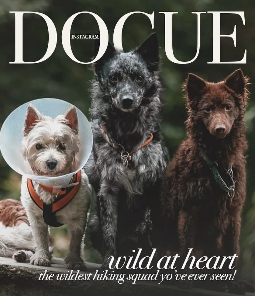 Юзеры создают крутые обложки для Vogue с собаками, потому что это новый забавный челлендж - фото 481853