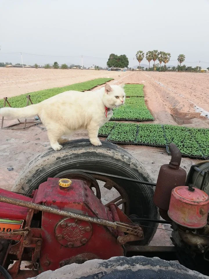 Інтернет підкорив грізний котик, що самовіддано охороняє кавуни - фото 482320