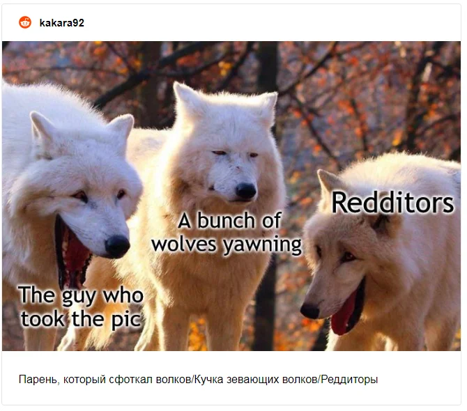 Тебя покорят новые мемы с волками, которые скорчили очень забавные мордочки - фото 483800