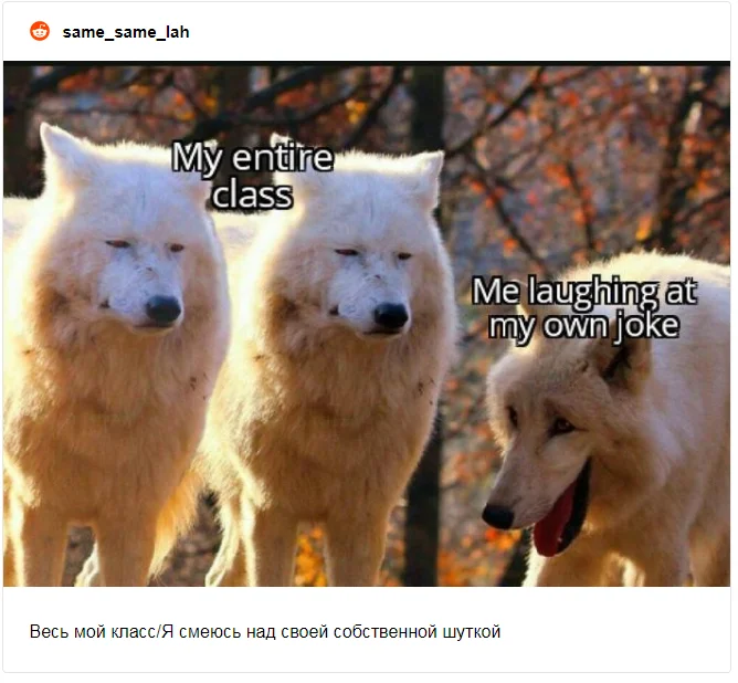 Тебя покорят новые мемы с волками, которые скорчили очень забавные мордочки - фото 483802