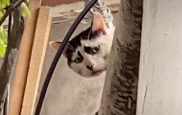В интернете нашли кота с самым печальным выражением лица - он будто символ 2020 года - фото 483863