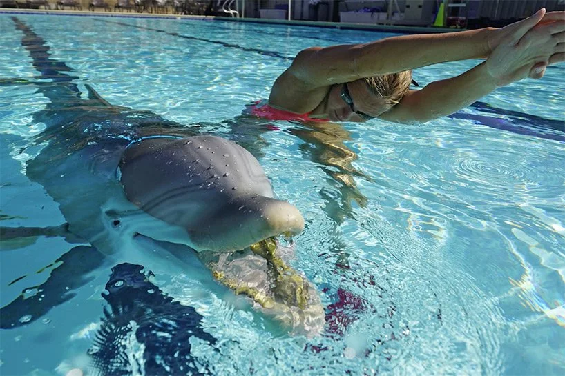 Китайский аквариум заказал робота-дельфина, которого ты ни за что не отличишь от живого - фото 484386
