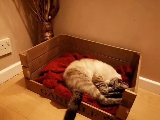 «Закрийте його»: господар дізнався про таємне життя кота завдяки запискам у нашийнику - фото 484900