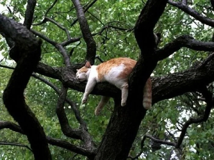 20 смешных моментов, когда коты доказали, что могут засыпать где угодно и в любых позах - фото 485402
