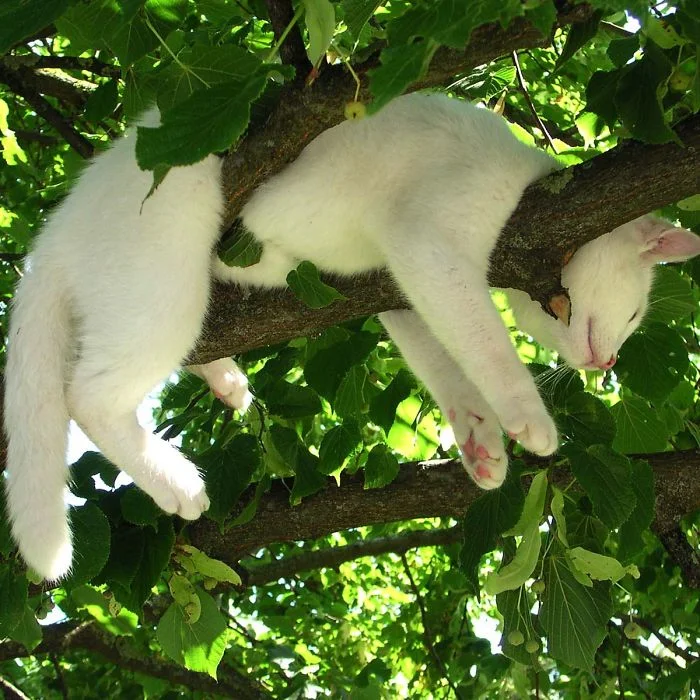 20 смішних моментів, коли коти довели, що можуть засинати будь-де і в будь-яких позах - фото 485404
