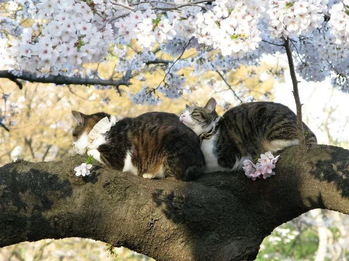 20 смешных моментов, когда коты доказали, что могут засыпать где угодно и в любых позах - фото 485405