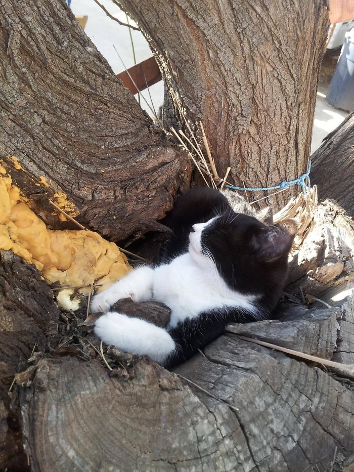 20 смешных моментов, когда коты доказали, что могут засыпать где угодно и в любых позах - фото 485409