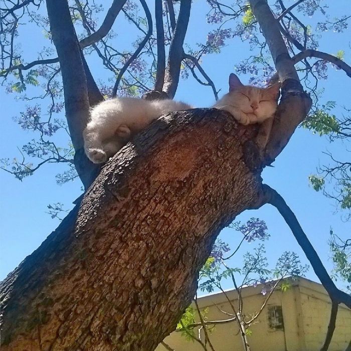 20 смешных моментов, когда коты доказали, что могут засыпать где угодно и в любых позах - фото 485415
