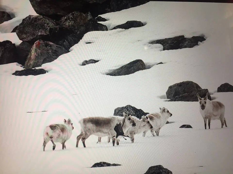 Потрясающе: солистка группы ONUKA показала, как два года назад побывала в Арктике - фото 485971