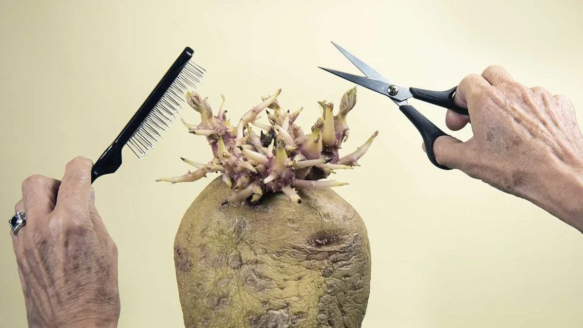 В Великобритании прошел конкурс на лучшее фото с картошкой, и это настоящая истерика - фото 486798