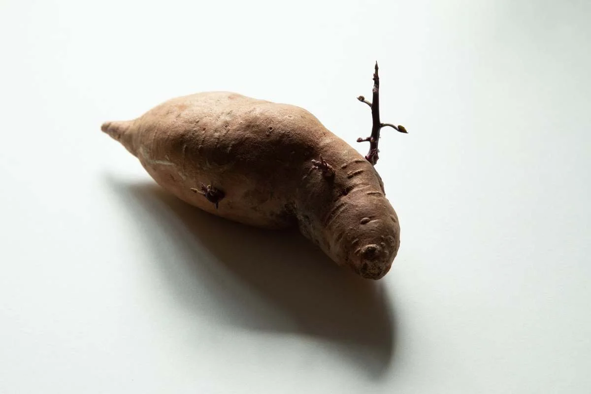 В Великобритании прошел конкурс на лучшее фото с картошкой, и это настоящая истерика - фото 486805