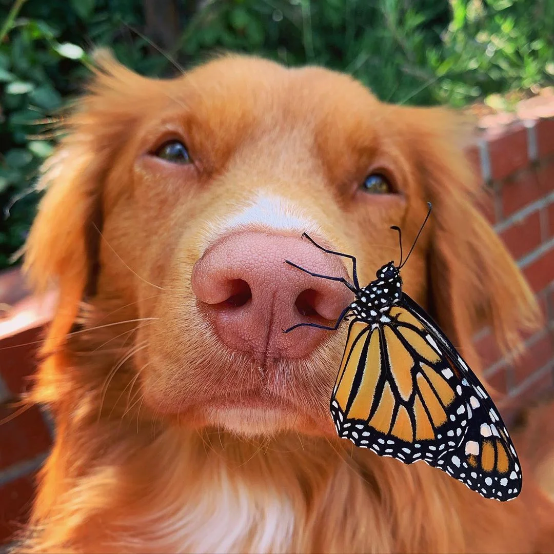 Ретривер подружился с бабочками, и эта история невероятно красивая - фото 486827