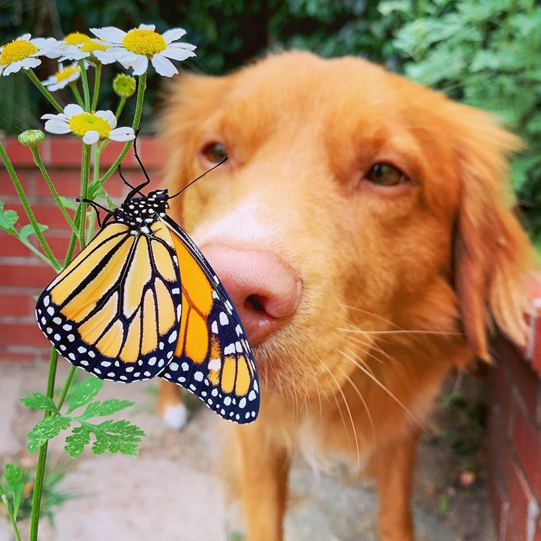 Ретривер подружился с бабочками, и эта история невероятно красивая - фото 486828