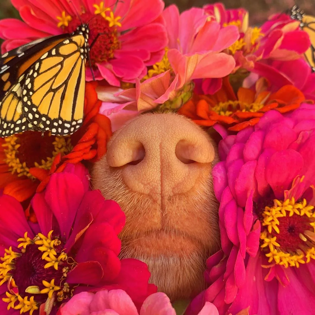 Ретривер подружился с бабочками, и эта история невероятно красивая - фото 486829