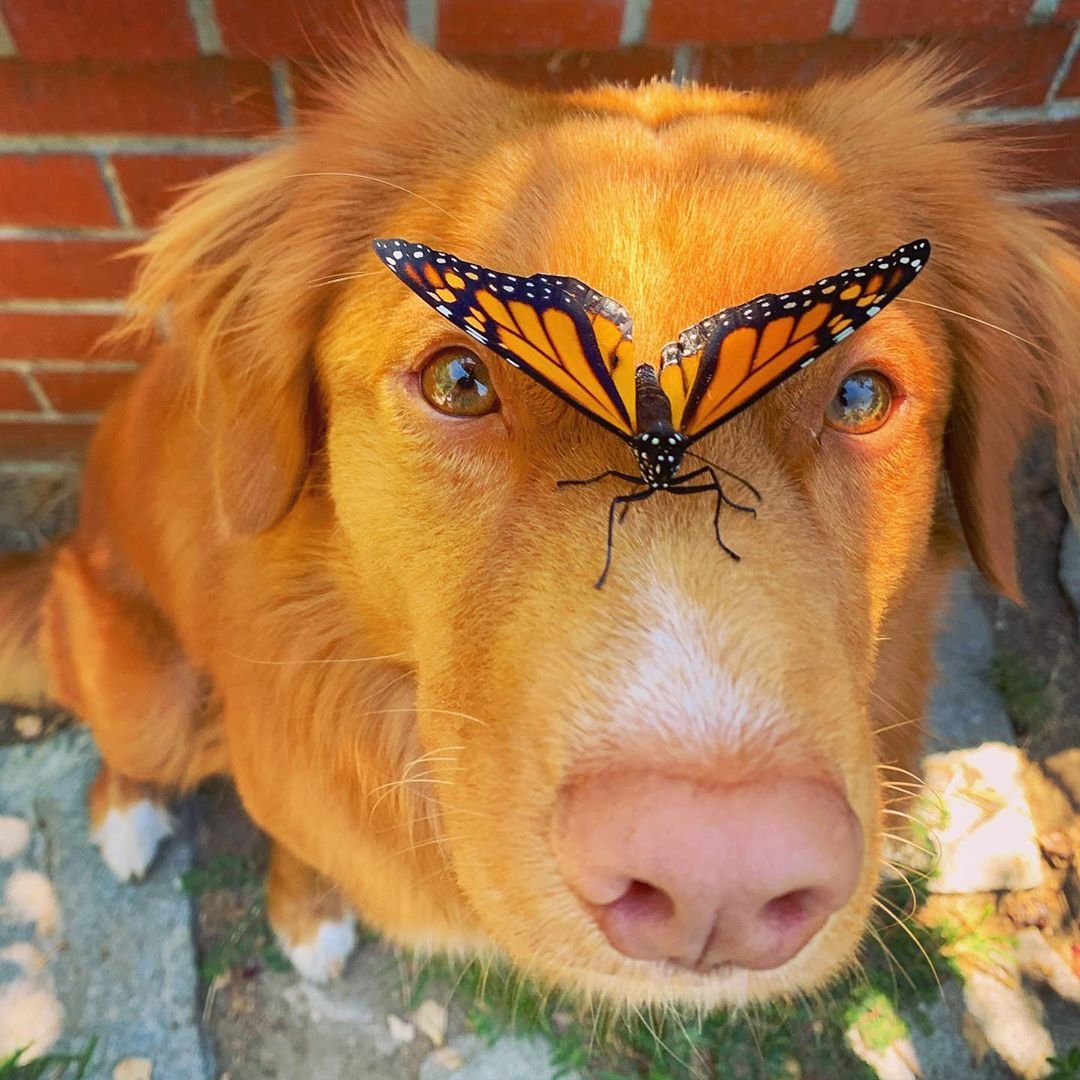 Ретривер подружился с бабочками, и эта история невероятно красивая - фото 486830