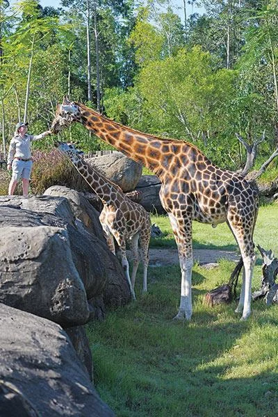 Рекордний зріст: у Австралії знайшли найвищого у світі жирафа - фото 487013